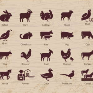 Live Stock and Poultry